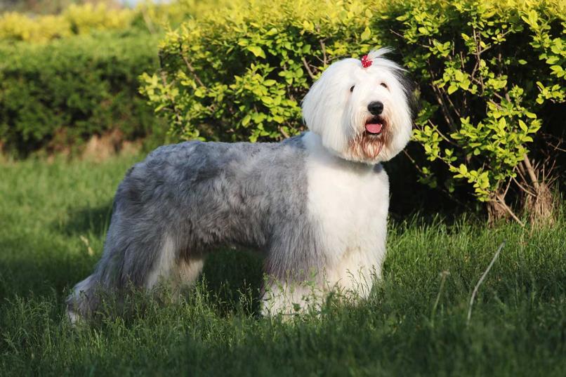 Old English Sheepdog Dog Breed Profile: All You Need to Know