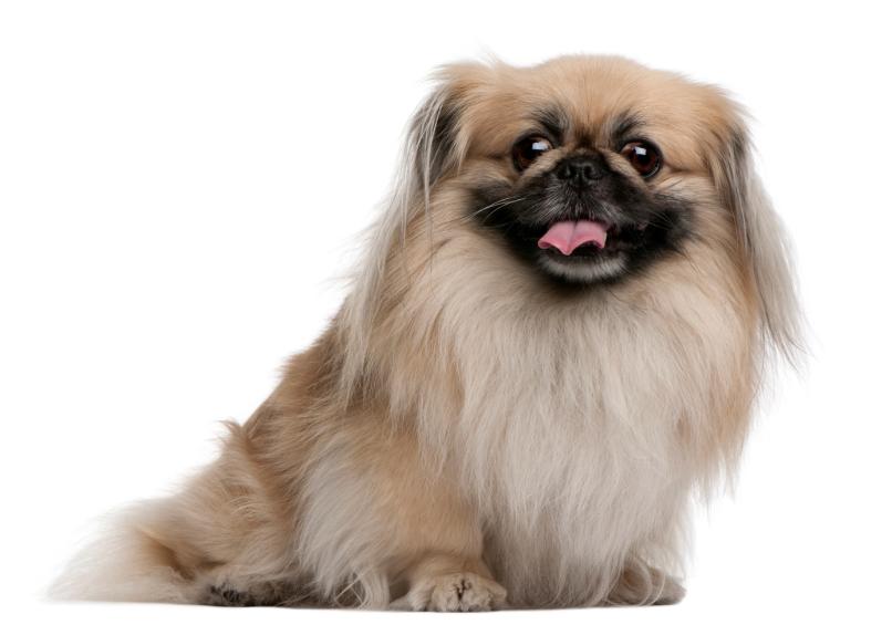 Pekingese: Dog Facts, Breed Information and Care tips - Dogslife. Dog ...