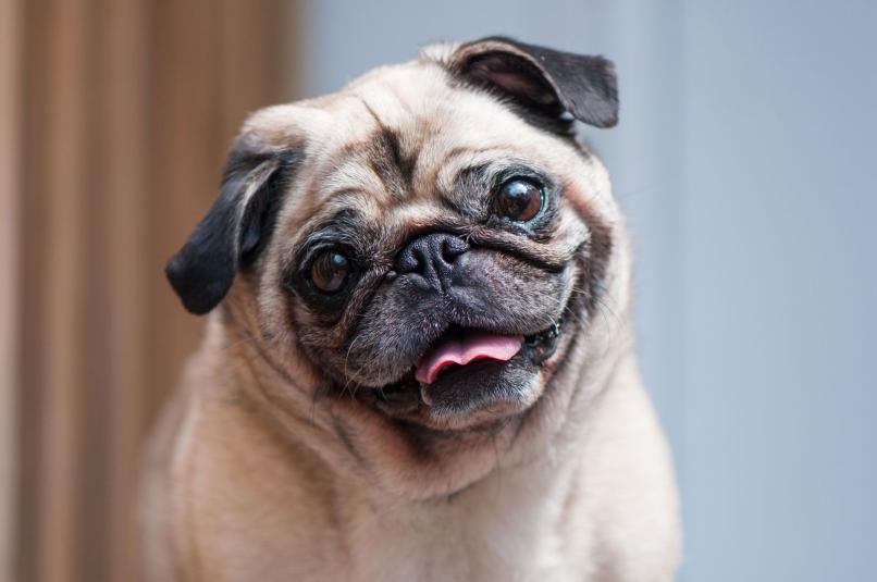 Pug | Description, Weight, Temperament, & Facts | Britannica