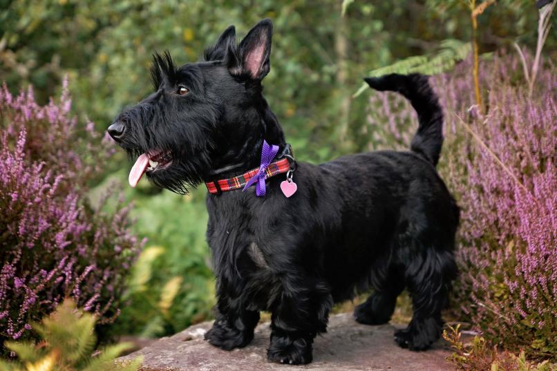 Scottish Terrier (Scottie): Breed Characteristics & Care