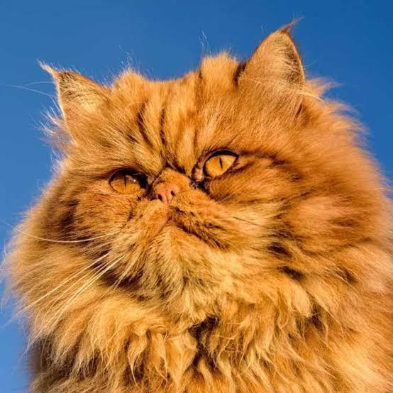 ペルシャ猫