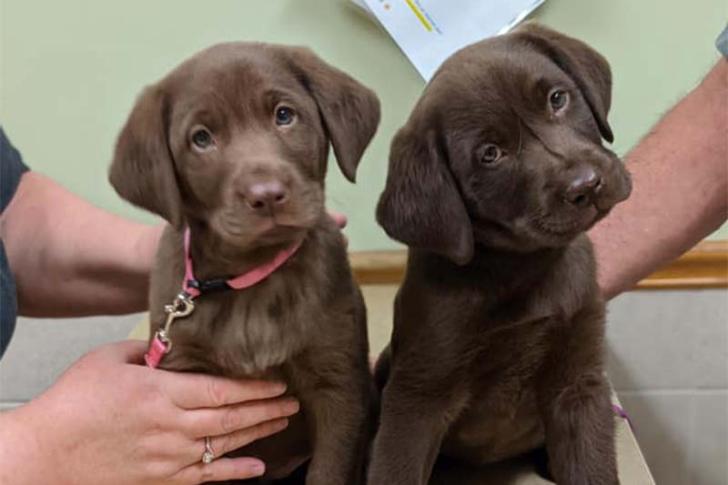 ラブラドールの子犬