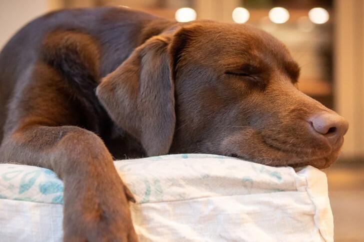 チョコレートラブラドール